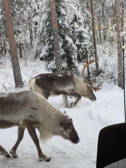 Arctic Circle Guesthouse Rovaniemi Bagian luar foto